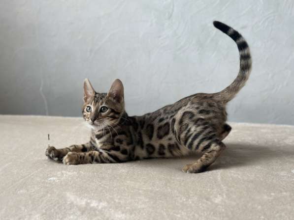 Available Bengal kittens в фото 7