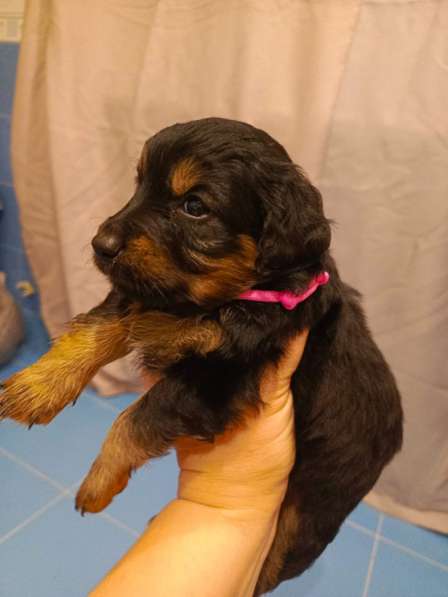 Щенки в добрые руки! в Ноябрьске фото 10