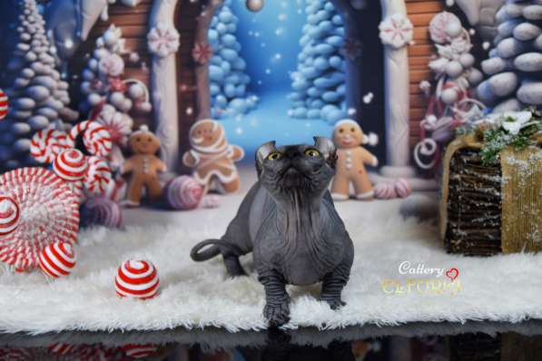 Котята Sphynx, Elf, DWELF в фото 3