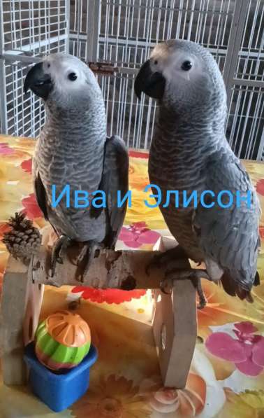Жако птенцы выкормыши от заводчика