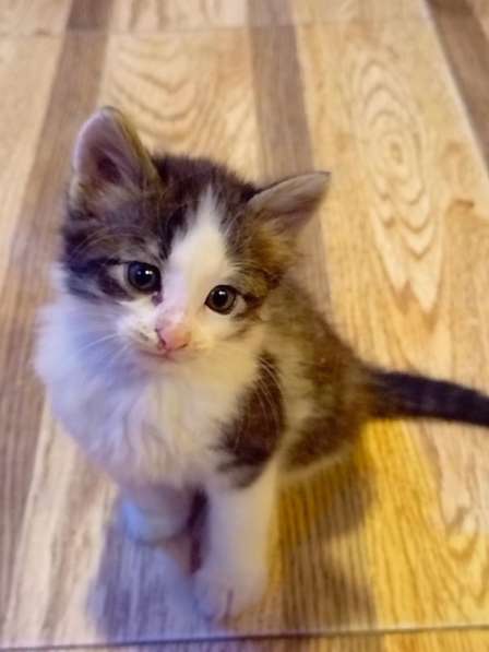 Котята в добрые руки в 