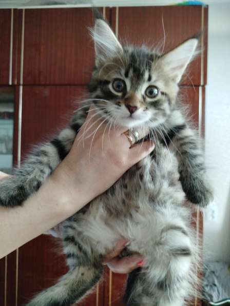 Продажа котят в 