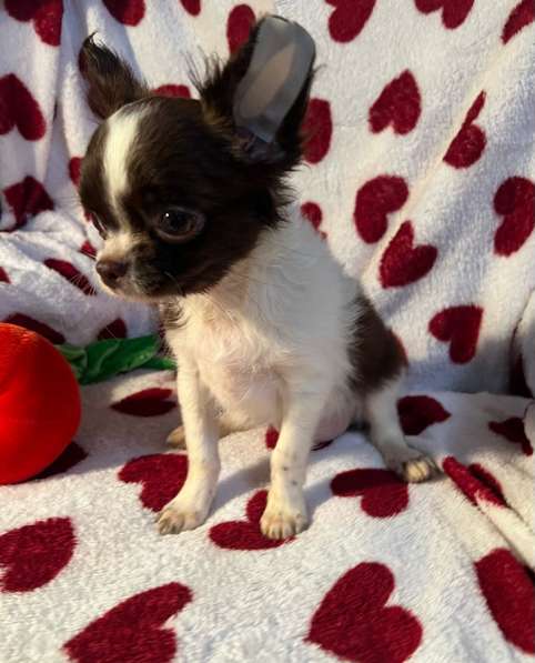 Щенки чихуахуа в Санкт-Петербурге фото 11