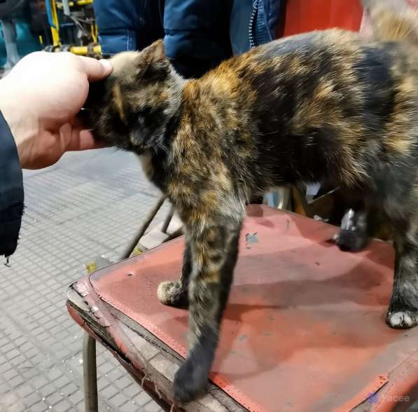 Отдам кошечку-подростка в добрые руки в Санкт-Петербурге фото 3