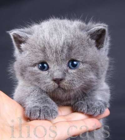 Настоящие британские котята! в Москве фото 6