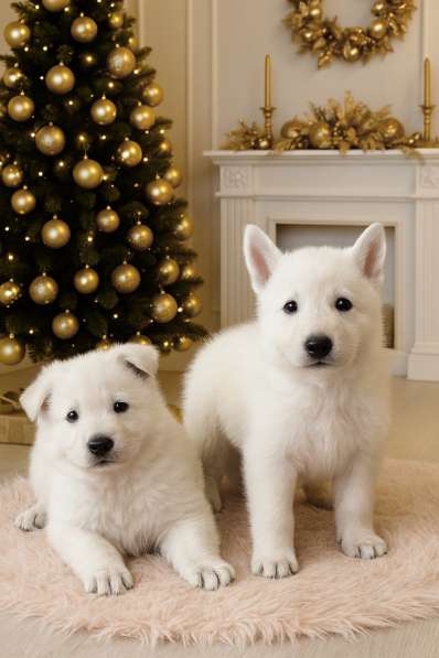 Щенки белой швейцарской овчарки