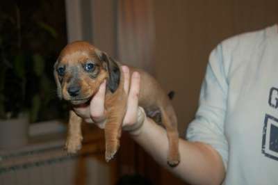 карликовая такса