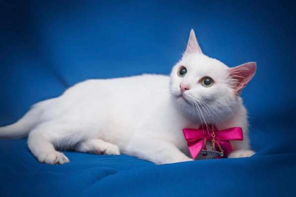 Белая кошечка Одри в добрые руки в Москве фото 13