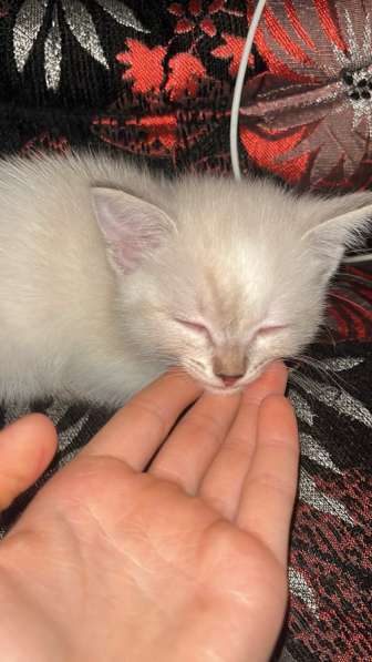 Отдам котят в Нефтеюганске