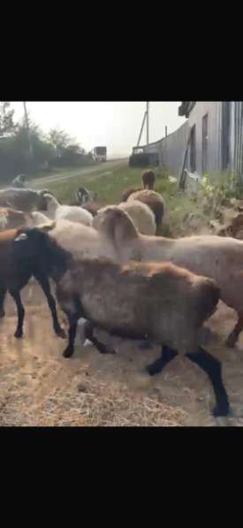 Продам баранов