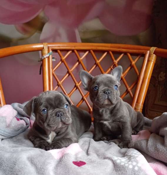 Милые щенки французский бульдог