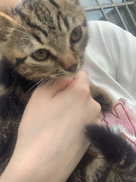 Котенок в Орле фото 4