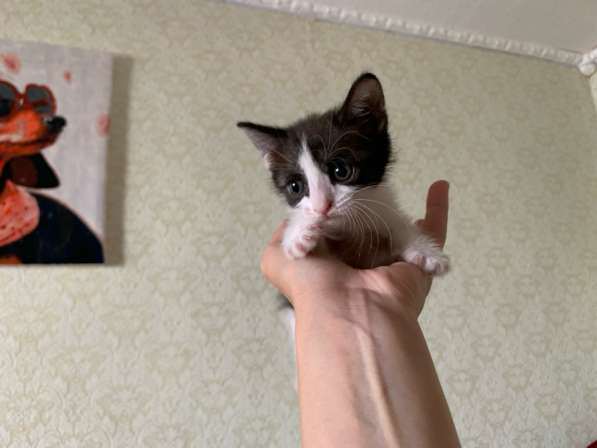 Котёнок в Уфе фото 4
