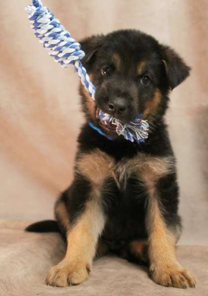 Малюсенькие красивые щеночки ищут дом в Санкт-Петербурге