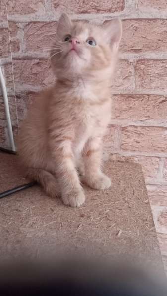 Котёнок бесплатно