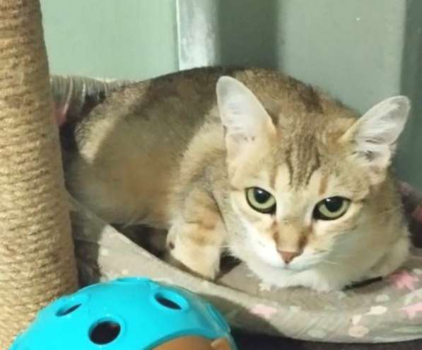 Отдам кошку в добрые руки. Изящная Кася в Москве фото 3