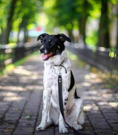 Отдам даром Молодая собака Бони ищет супер-хозяина в Санкт-Петербурге фото 5