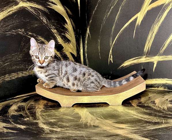 Девочка манчкин шоу класса в Нижнем Новгороде фото 5