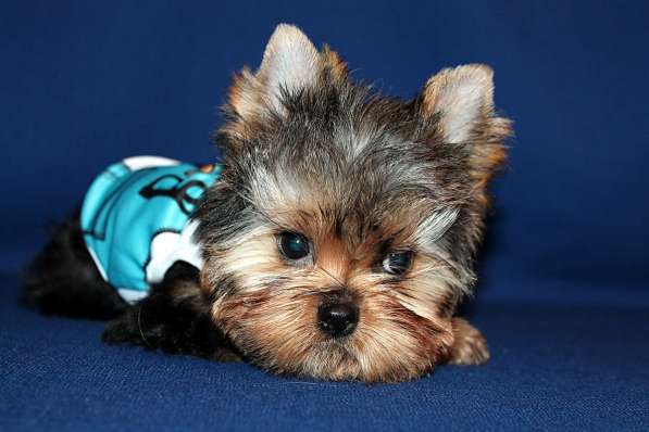 Стандартный мальчик Йоркширского терьера в Москве фото 4