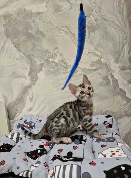 Бенгальские котята редкого окраса в фото 3