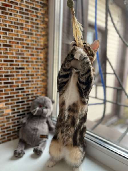 Курильский бобтейл в Москве фото 4