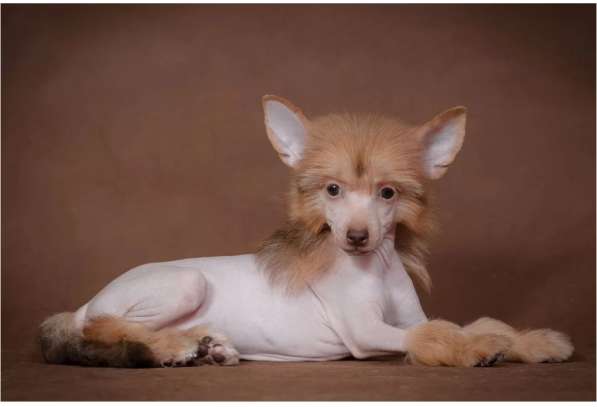 Китайская хохлатая щенок в Москве