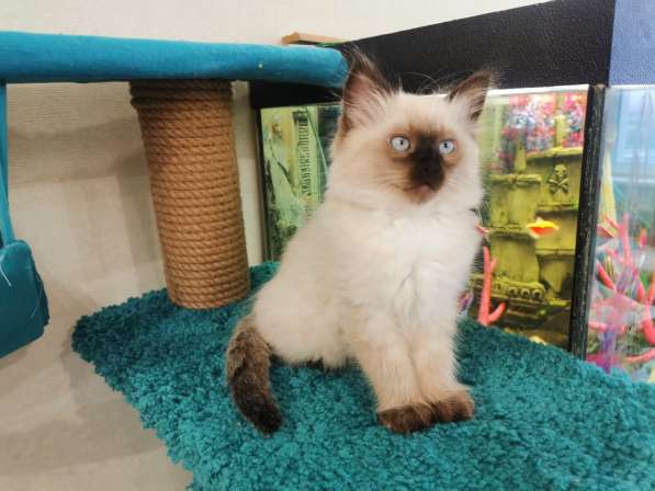 Котята рэгдолл в Санкт-Петербурге фото 8