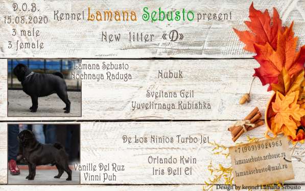 Подрощенная девочка мопсик в Москве фото 11