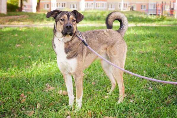 Молодой, жизнерадостный пёс Бим в Москве фото 70