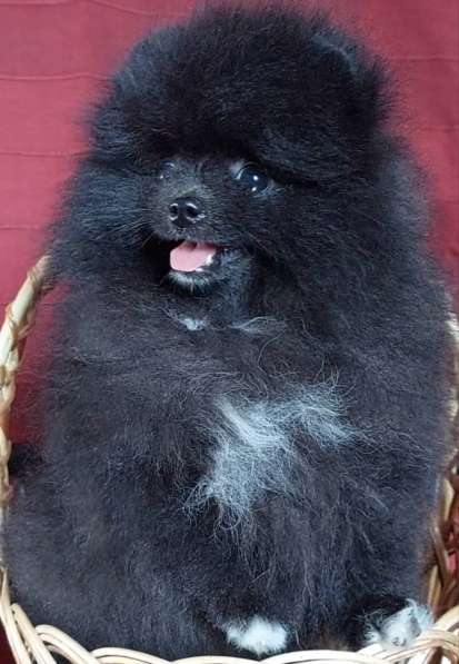 Померанский шпиц. Black в