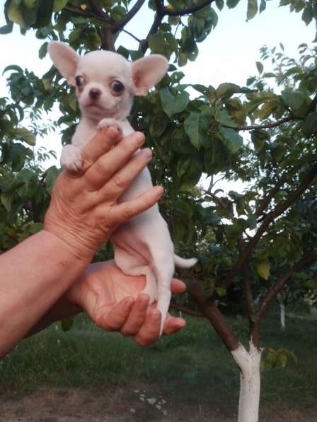 Чихуахуа. Мини