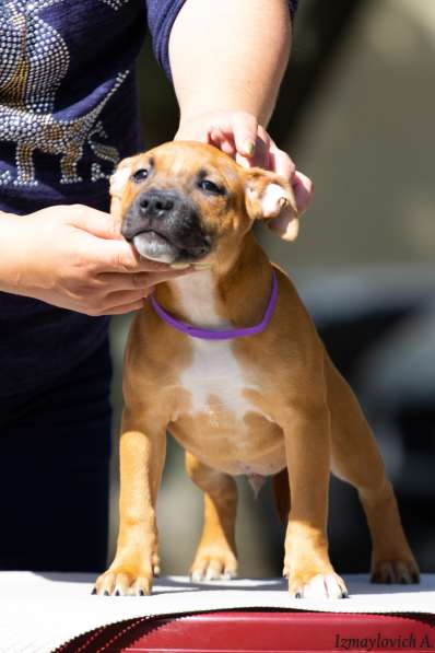 Продажа стаффбуля в Калининграде фото 12