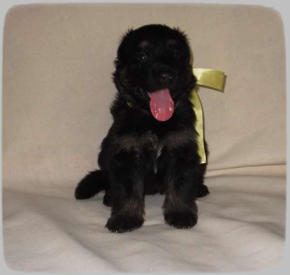 Продам щенков Д/Ш немецкой овчарки в Абакане фото 14