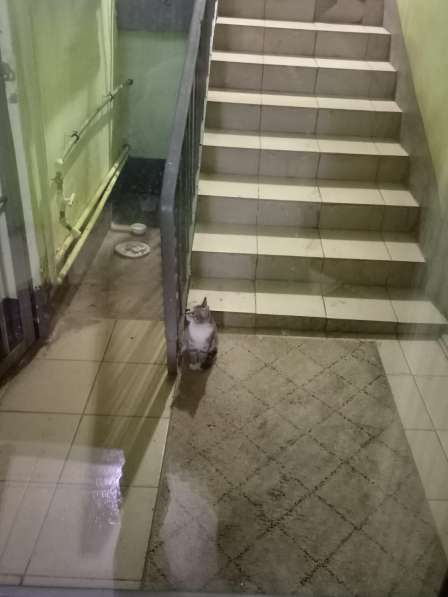 Милый котенок из парадной ищет дом в Санкт-Петербурге фото 6
