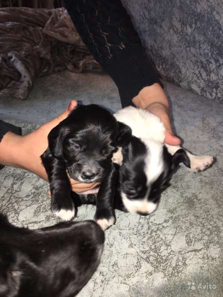 Щенки кокер спаниеля в Саратове фото 7