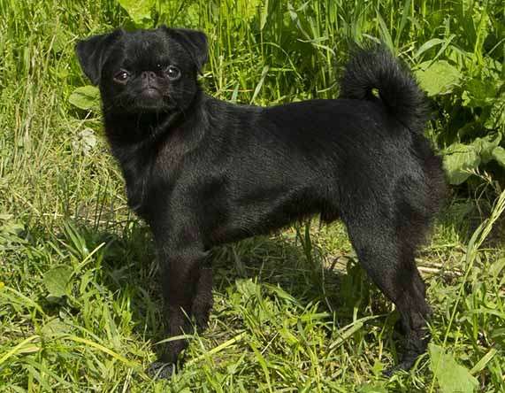 Великолепные щенки гриффона и пти-брабансона. Вязки в Москве фото 32