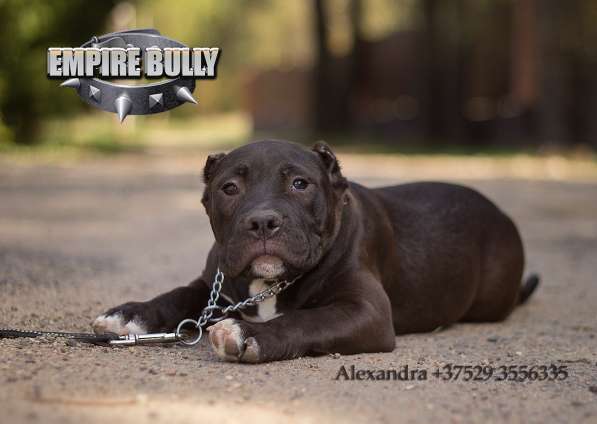 Американский булли. Щенки в фото 20