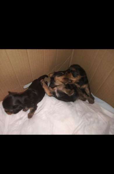 Вязка мини Йорк в Санкт-Петербурге фото 31