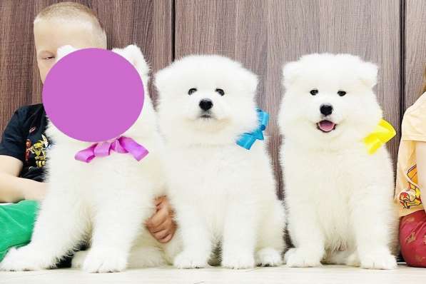 Белоснежные в Дмитрове