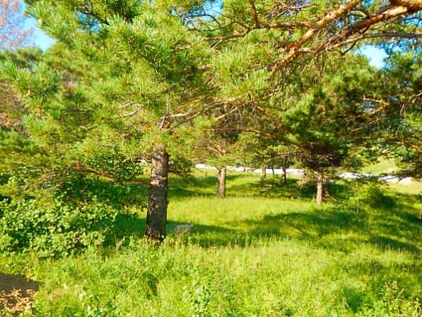 Продам 13 соток вокруг смешанного леса 230 000₽ в Красноярске фото 19