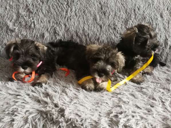 Щенки цвергшнауцера в