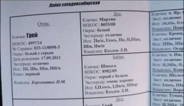 Западно-сибирская лайка, девочка в Кирове