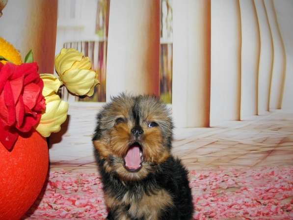 Мальчики йоркширского терьера в Москве фото 17