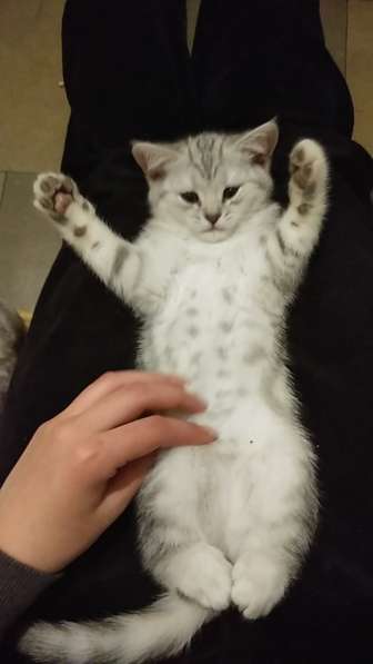 Шотландские котята в Санкт-Петербурге фото 6