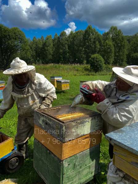 Мёд с Республики Алтай ? в Новосибирске