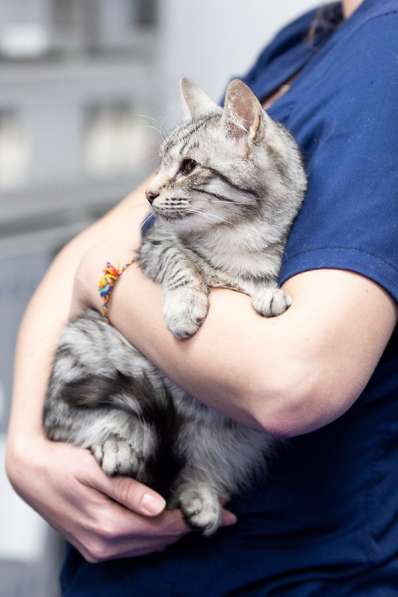 Ищем родителей котенку Арсику! в Москве фото 3