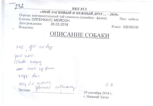 Продается щенок папийона в Краснотурьинске фото 9