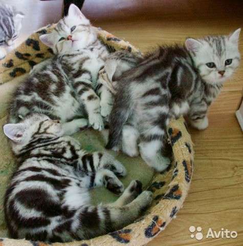 Кот на вязку 1500 котята от 2000 в Иванове фото 9