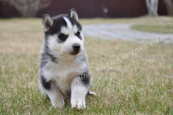 Две высокопородные девочки Хаски от Чемпионов! в Тюмени фото 31