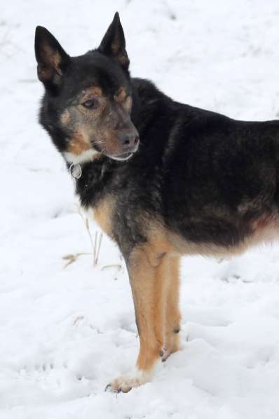 Одноглазый пес Пират! Последний шанс в Москве фото 9